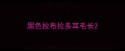 黑色拉布拉多耳毛长