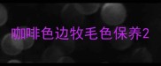 咖啡色边牧毛色保养