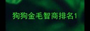 狗狗金毛智商排名