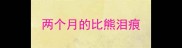 两个月的比熊泪痕