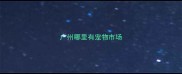 广州哪里有宠物市场