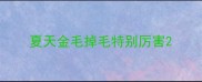 夏天金毛掉毛特别厉害
