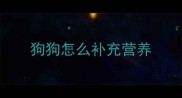 狗狗怎么补充营养