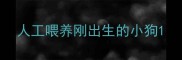 人工喂养刚出生的小狗