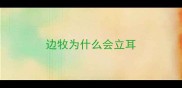 边牧为什么会立耳