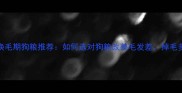 金毛犬换毛期狗粮推荐如何选对狗粮改善毛发差掉毛多问题