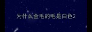 为什么金毛的毛是白色