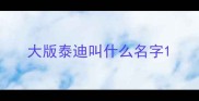 大版泰迪叫什么名字
