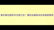 喜乐蒂边境牧羊犬智力全看完这篇再决定养谁更聪明