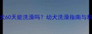 边境牧羊犬60天能洗澡吗幼犬洗澡指南与科学护理全