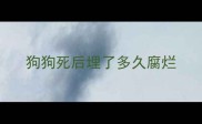 狗狗死后埋了多久腐烂