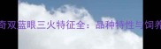 哈士奇双蓝眼三火特征全品种特性与饲养指南