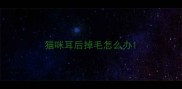 猫咪耳后掉毛怎么办