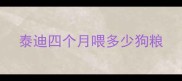 泰迪四个月喂多少狗粮