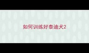 如何训练好泰迪犬