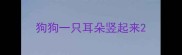 狗狗一只耳朵竖起来