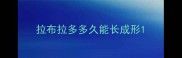 拉布拉多多久能长成形