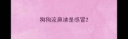 狗狗流鼻涕是感冒