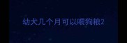 幼犬几个月可以喂狗粮