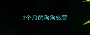 3个月的狗狗感冒