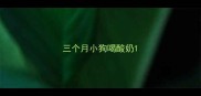 三个月小狗喝酸奶