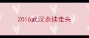 2016武汉泰迪走失
