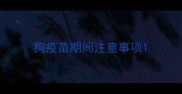 狗疫苗期间注意事项