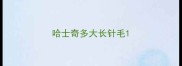 哈士奇多大长针毛
