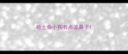 哈士奇小狗有点流鼻子