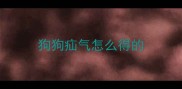狗狗疝气怎么得的