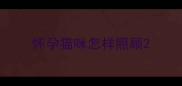 怀孕猫咪怎样照顾