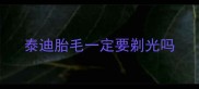 泰迪胎毛一定要剃光吗