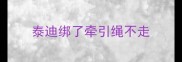 泰迪绑了牵引绳不走