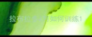 拉布拉多2月如何训练