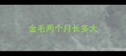 金毛两个月长多大