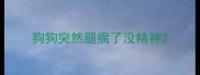 狗狗突然腿瘸了没精神