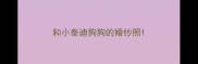 和小泰迪狗狗的婚纱照