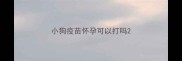 小狗疫苗怀孕可以打吗