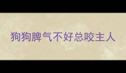 狗狗脾气不好总咬主人