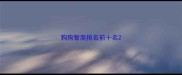 狗狗智商排名前十名