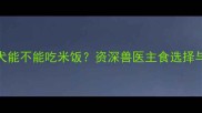 拉布拉多犬能不能吃米饭资深兽医主食选择与营养搭配