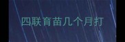 四联育苗几个月打