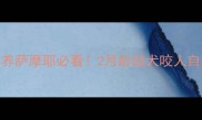 新手养萨摩耶必看2月龄幼犬咬人自救指南