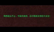 狗狗摇头不止可能的原因应对措施及预防方法全