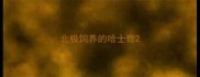 北极饲养的哈士奇
