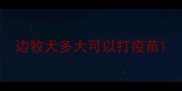 边牧犬多大可以打疫苗