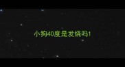 小狗40度是发烧吗