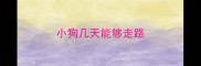 小狗几天能够走路