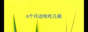 6个月边牧吃几顿