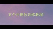 五个月德牧训练教程
